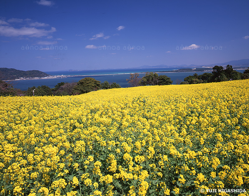 能古島の菜の花　福岡県　3月