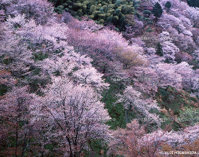 吉野山の山桜　奈良県　4月