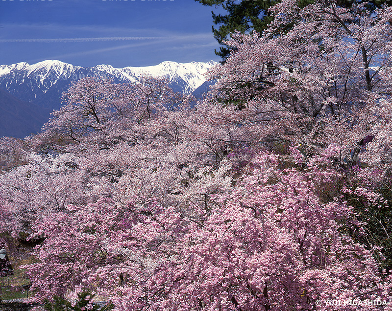 桜と中央アルプス　長野県　4月