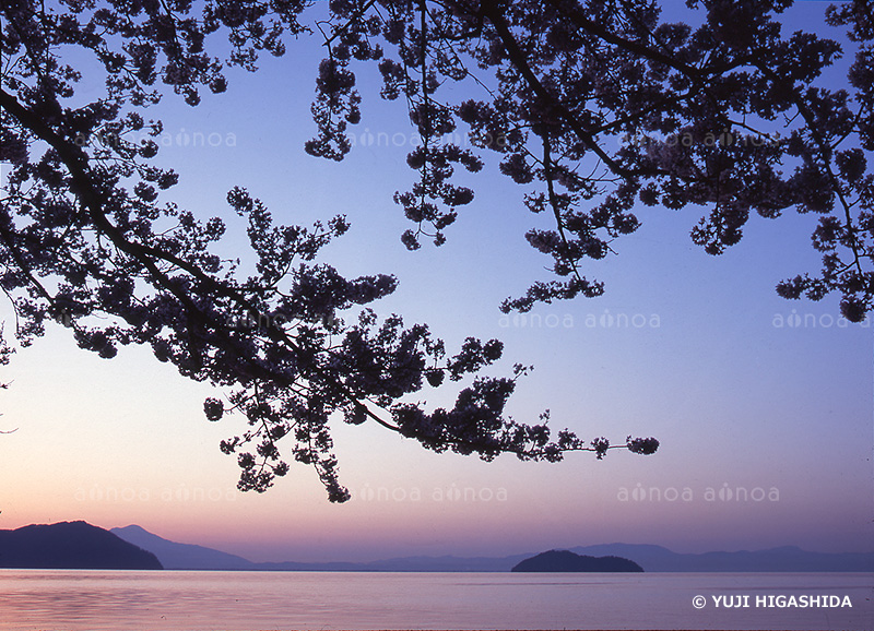 夜明けの琵琶湖湖畔の桜と竹生島　滋賀県　4月