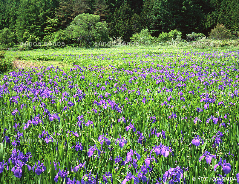 八幡高原のカキツバタ群落　広島県　5月