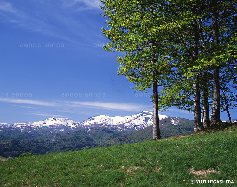 ブナ林と月山　山形県　5月