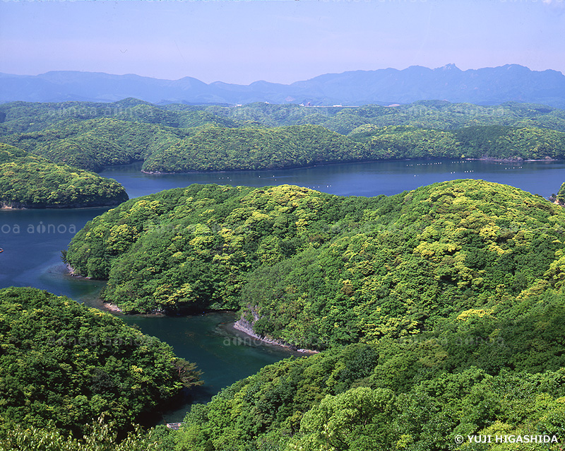 新緑の朝茅湾　長崎県　5月