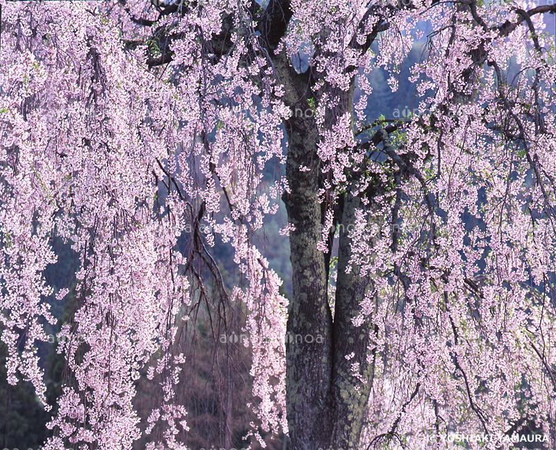 しだれ桜　福島県　4月