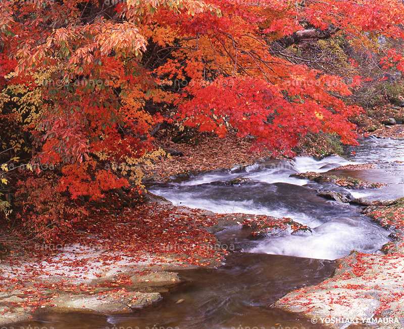 湯岐川　福島県　10月