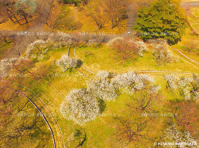 白梅　城址公園　ドローン撮影　新潟県　3月