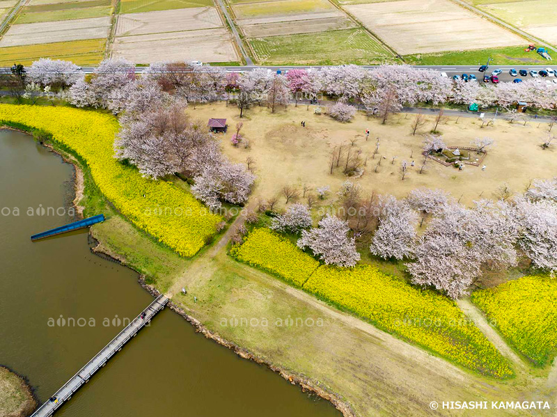 ソメイヨシノ　菜の花　上堰潟公園　ドローン撮影　 新潟県　4月