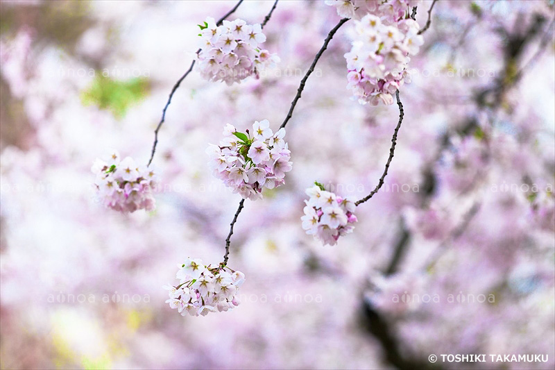 弘前公園の桜　青森県