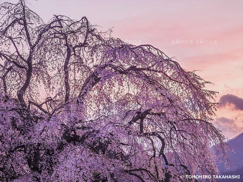 妙祐寺のしだれ桜　福井県