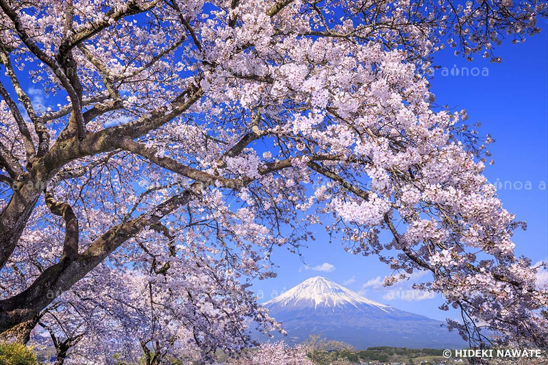 興徳寺の桜と富士山　静岡県