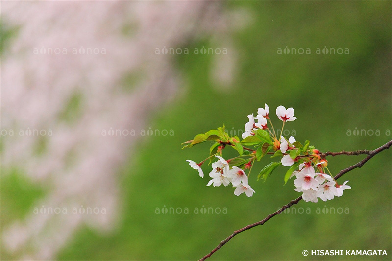 弘前城桜　青森県