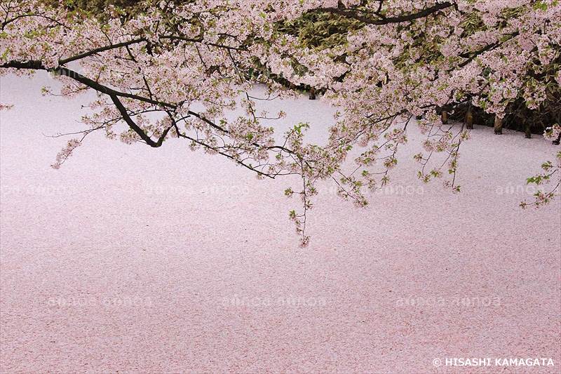 弘前城桜　青森県