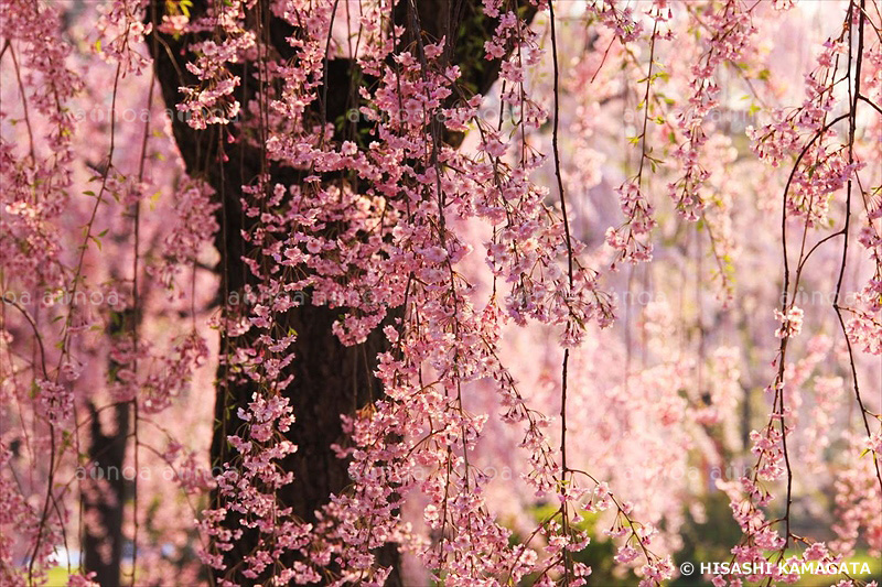 弘前城桜　青森県