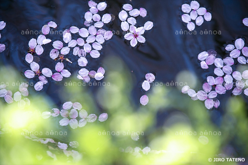 弘前公園の桜　青森県