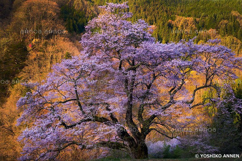 駒つなぎの桜　長野県