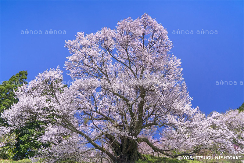 佛隆寺千年桜　奈良県