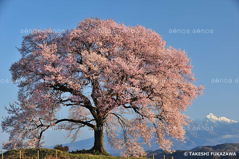 ワニ塚の桜　山梨県