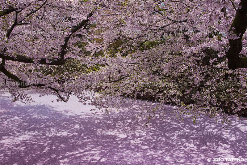 弘前公園　青森県