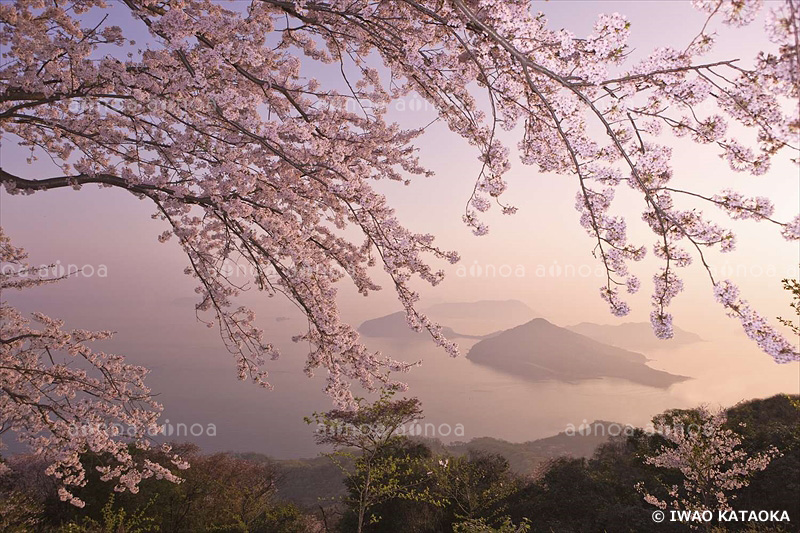 紫雲出山の桜　香川県