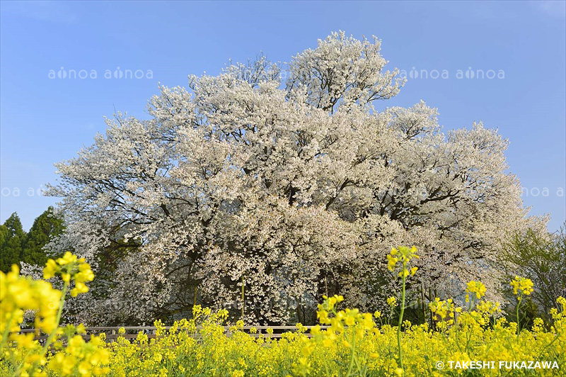 一心行の大桜とナノハナ　熊本県