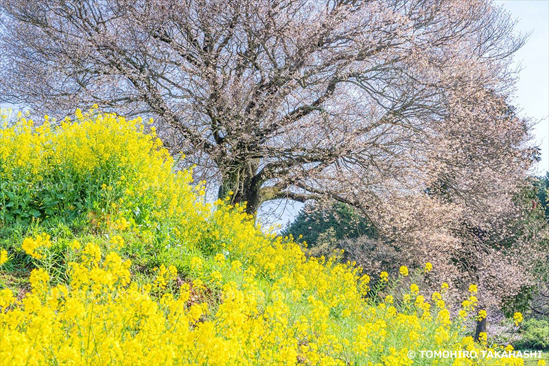 馬場の山桜　佐賀県