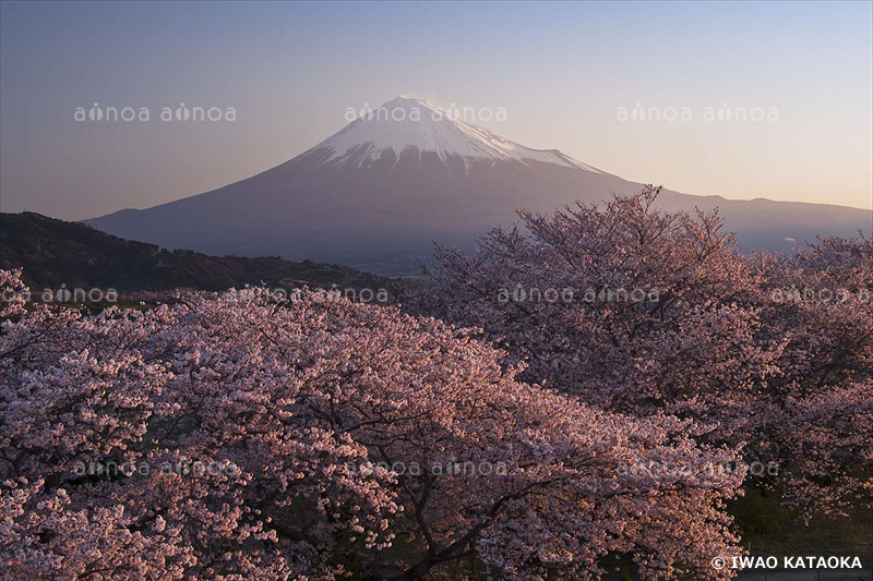 かりがね堤より朝の富士山　静岡県