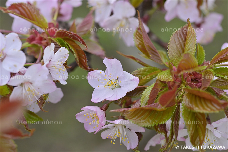 野付小学校のチシマザクラ(野付の千島桜)　北海道