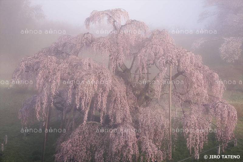 滝桜　福島県