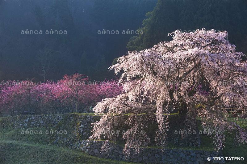 又兵衛桜　奈良県