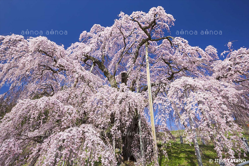 滝桜　福島県