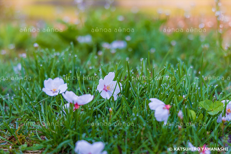 小鳥が落とした桜　山形県