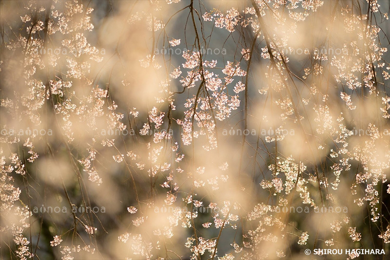 桜　