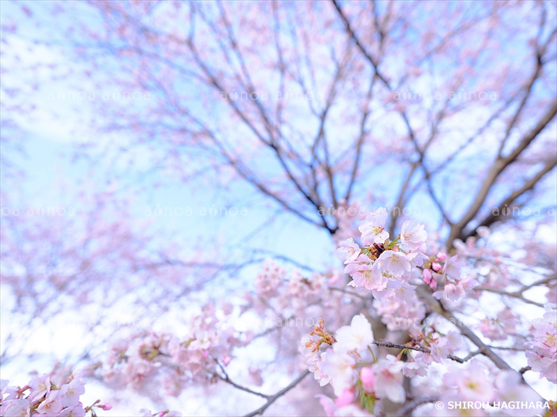 桜　