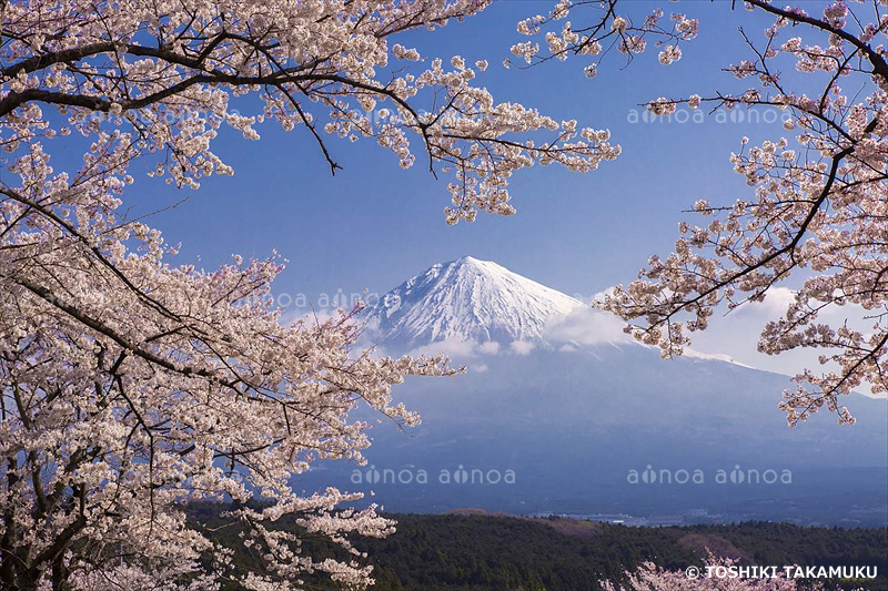 大石寺付近からの富士山と桜　静岡県