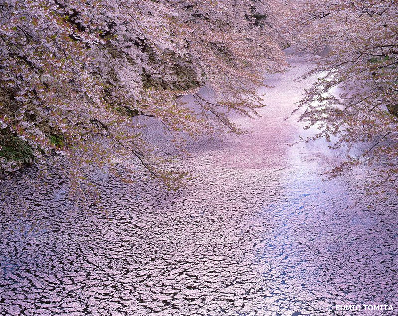 花筏（散る桜弘前城）　青森県