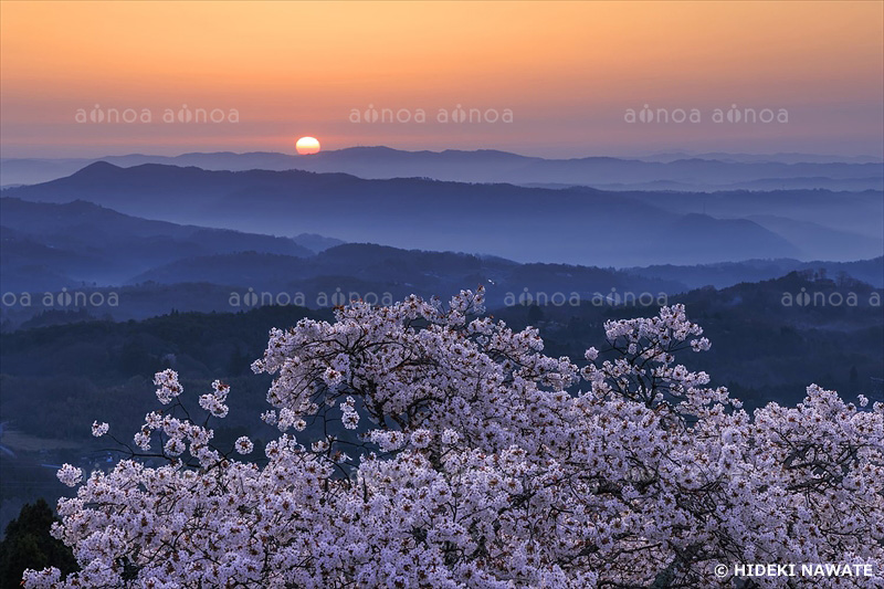 弥高山公園の桜と朝日　岡山県