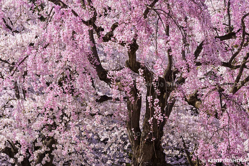 春爛漫の弘前公園　青森県