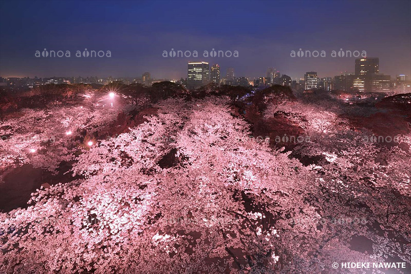 舞鶴公園の夜桜　福岡県