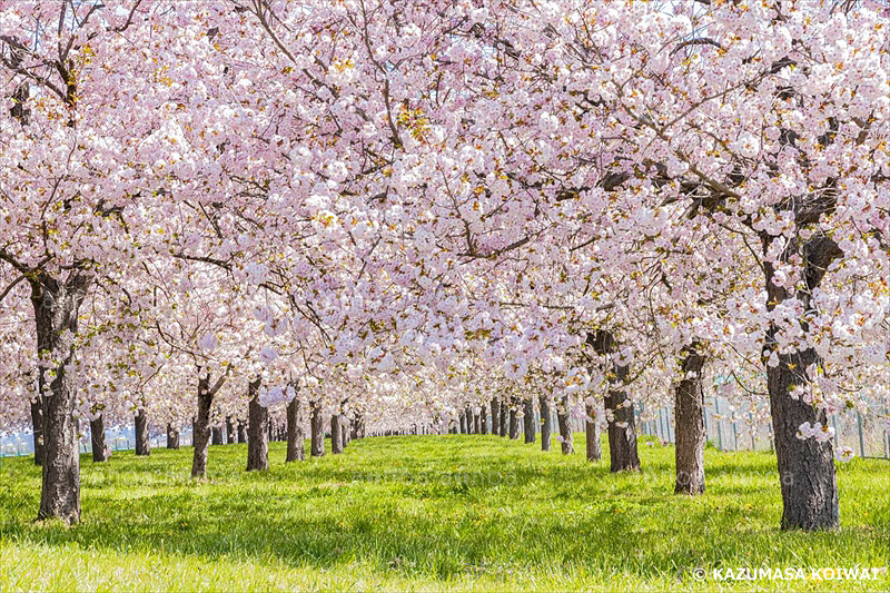 千曲川ふれあい公園の桜並木　長野県