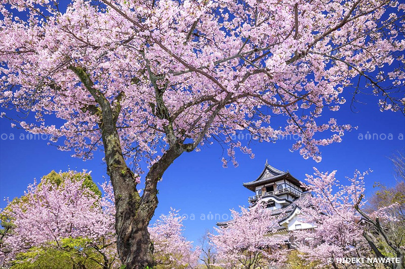 犬山城と桜　愛知県