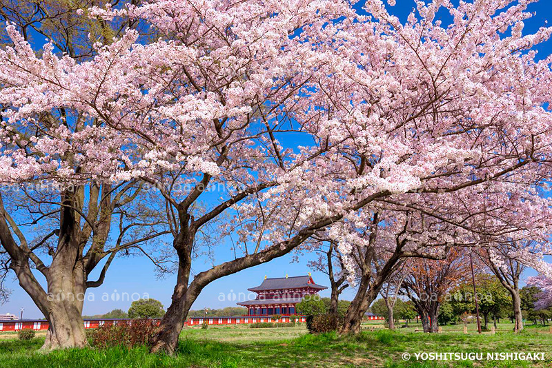 桜咲く平城宮跡　奈良県