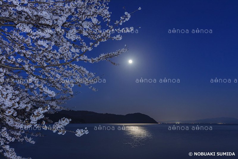 満月と海津大崎の桜　滋賀県