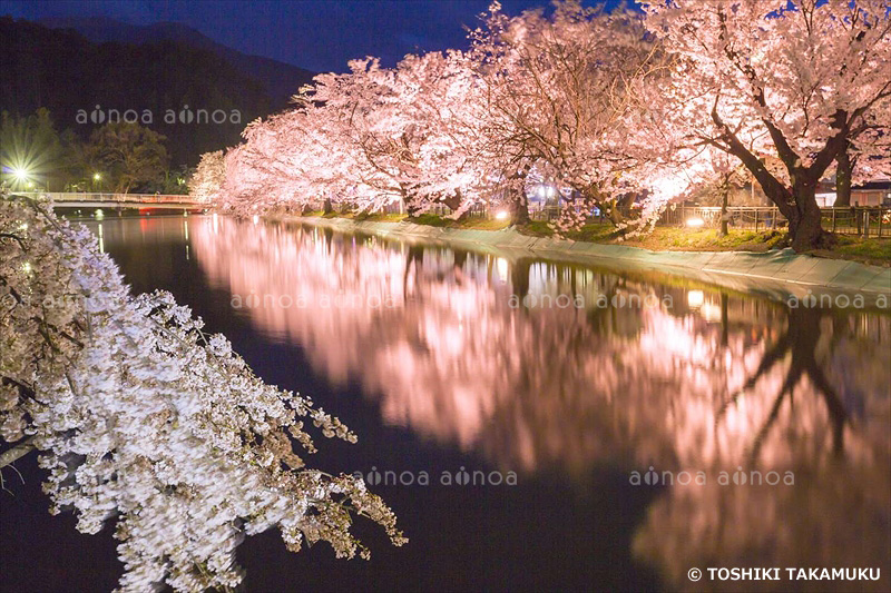 臥竜公園の夜桜　長野県