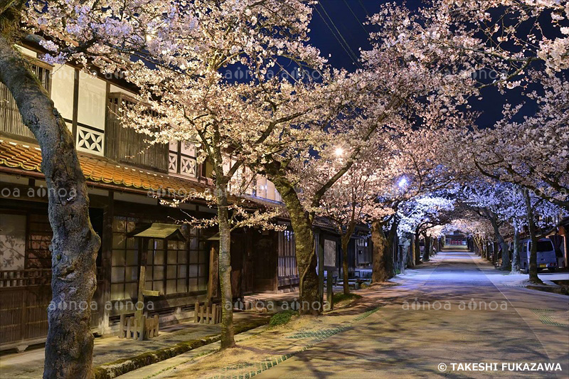 がいせん桜　岡山県