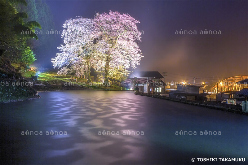 苗代桜　岐阜県