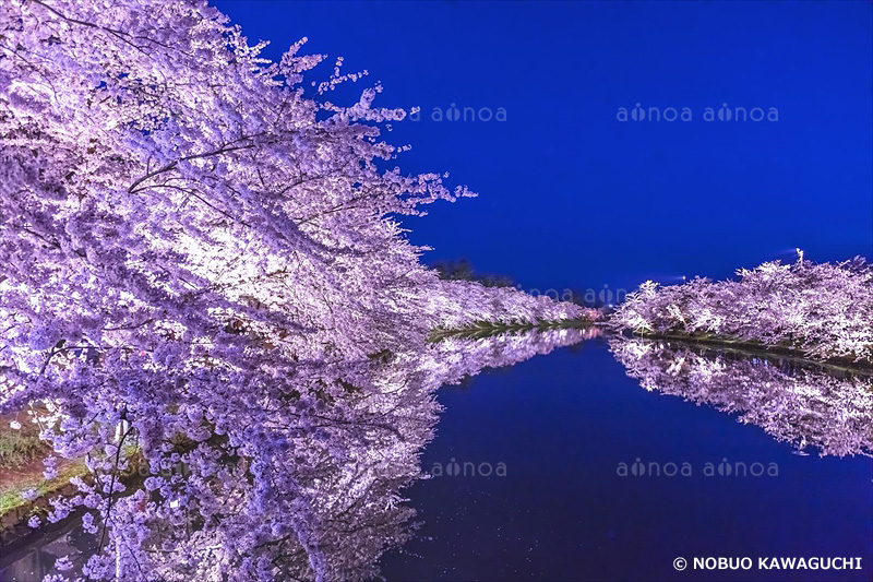 弘前公園の桜　青森県