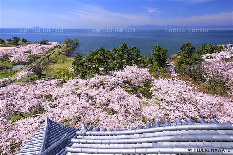 豊公園の桜　滋賀県