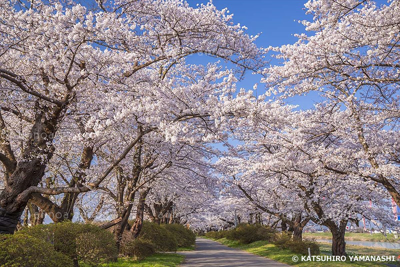 北上展勝地の桜並木　岩手県