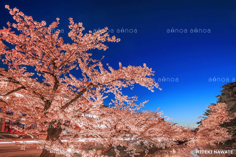 弘前公園の夜桜　青森県