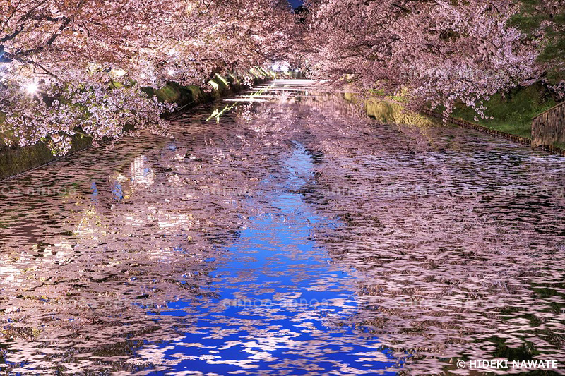 弘前公園の夜桜　青森県